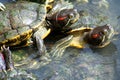 Turtles mating Royalty Free Stock Photo