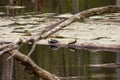 Turtles mating Royalty Free Stock Photo