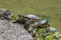 Turtles in Milans Sempione Park, animals, fauna Royalty Free Stock Photo