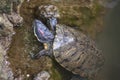 Turtles in Milans Sempione Park, animals, fauna Royalty Free Stock Photo