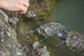 Turtles in Milans Sempione Park, animals, fauna Royalty Free Stock Photo