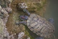 Turtles in Milans Sempione Park, animals, fauna Royalty Free Stock Photo