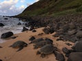 Turtles and Monk Seals at Milolii Beach at NaPali Coast on Kauai Island in Hawaii.