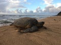 Turtles and Monk Seals at Milolii Beach at NaPali Coast on Kauai Island in Hawaii.