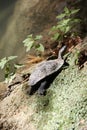 Turtles moss waterfall. Turtle on ground Royalty Free Stock Photo