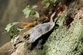 Turtles moss waterfall. Turtle on ground Royalty Free Stock Photo