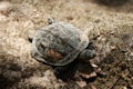 Turtles moss waterfall. Turtle on ground Royalty Free Stock Photo