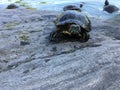 Turtles near Turtle Pond in Summer in Central Park. Royalty Free Stock Photo