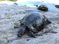 Turtles near Turtle Pond in Summer in Central Park. Royalty Free Stock Photo