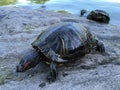 Turtles near Turtle Pond in Summer in Central Park. Royalty Free Stock Photo