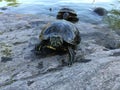 Turtles near Turtle Pond in Summer in Central Park. Royalty Free Stock Photo