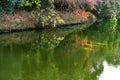 Orange Fall Leaves Green Reflection Autumn Habikino Osaka Japan