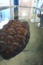 Turtle in a turtle hatchery. Royalty Free Stock Photo