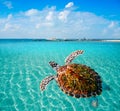 Turtles photomount in Caribbean Isla Mujeres Royalty Free Stock Photo