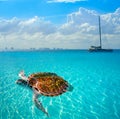 Turtles photomount in Caribbean Isla Mujeres Royalty Free Stock Photo