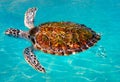 Turtles photomount in Caribbean water Royalty Free Stock Photo