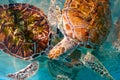 Turtles photomount in Caribbean water Royalty Free Stock Photo