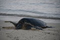 Turtles at Poipu Beach on Kauai Island in Hawaii Royalty Free Stock Photo