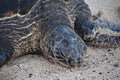 Turtles at Poipu Beach on Kauai Island in Hawaii Royalty Free Stock Photo