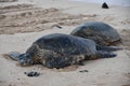 Turtles at Poipu Beach on Kauai Island in Hawaii Royalty Free Stock Photo