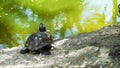 Turtles in a pond