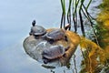 Turtles in the pond Royalty Free Stock Photo