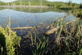 Turtles Pond Photo and Image. Painted turtles in a pond with lily pads and tree backgrounds in their environment and habitat Royalty Free Stock Photo