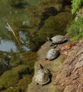 The turtles in the pond Royalty Free Stock Photo