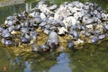 Many turtles sitting at sun in a pound