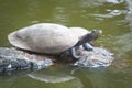 Turtles sunbathing a stone