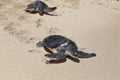 Turtles racing to the sea Royalty Free Stock Photo