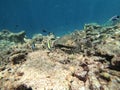 Turtle swimming in Maldives amongst corals Royalty Free Stock Photo