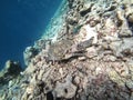 Turtle swimming in Maldives amongst corals Royalty Free Stock Photo