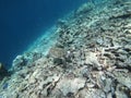 Turtle swimming in Maldives amongst corals Royalty Free Stock Photo