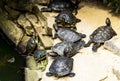 turtles, reptiles