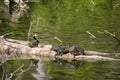 Turtles resting n the wood Royalty Free Stock Photo