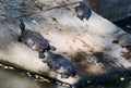 Turtles resting on a pond on a summer day Royalty Free Stock Photo