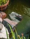Turtles are resting on a stone in a pond. Royalty Free Stock Photo