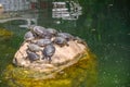 Turtle Resting in the Sun