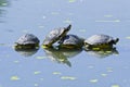 Turtles are resting on a tree trunk in a pond