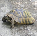 Turtles on the road in forest. Mystic and wise animal