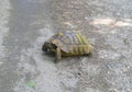 Turtles on the road in forest. Mystic and wise animal