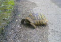 Turtles on the road in forest. Mystic and wise animal