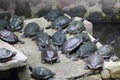 Turtles in Emperor Jade Pagoda, Ho Chi Minh City, Vietnam Royalty Free Stock Photo