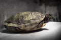 Turtles are scaly quadrupeds which belong to the reptile group. This animal nation called Testudinata is unique and easily recogni