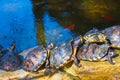 Turtles sit in stone in the park Royalty Free Stock Photo