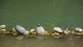 Turtles sitting on log in line Royalty Free Stock Photo