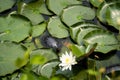 Turtles on lily pad in pond in New England Royalty Free Stock Photo