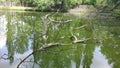 Turtles sleeping on a dead tree in the lake