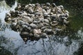 turtles on a stone above the water